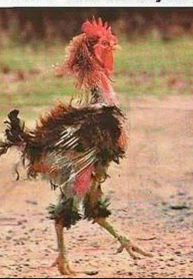 Chicken