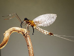 Mayfly